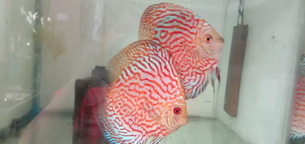 Ikan diskus pigeon