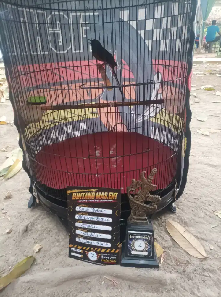 Muray prestasi msh anget siap diajak jln jln