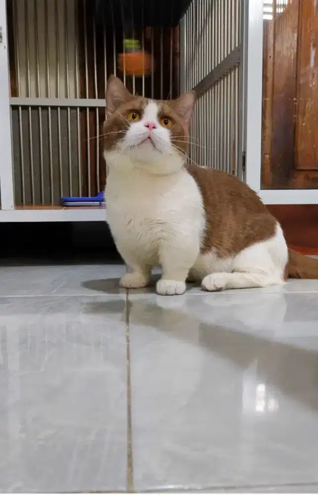 PACAK CINNAMON IMPORT MUNCHKIN