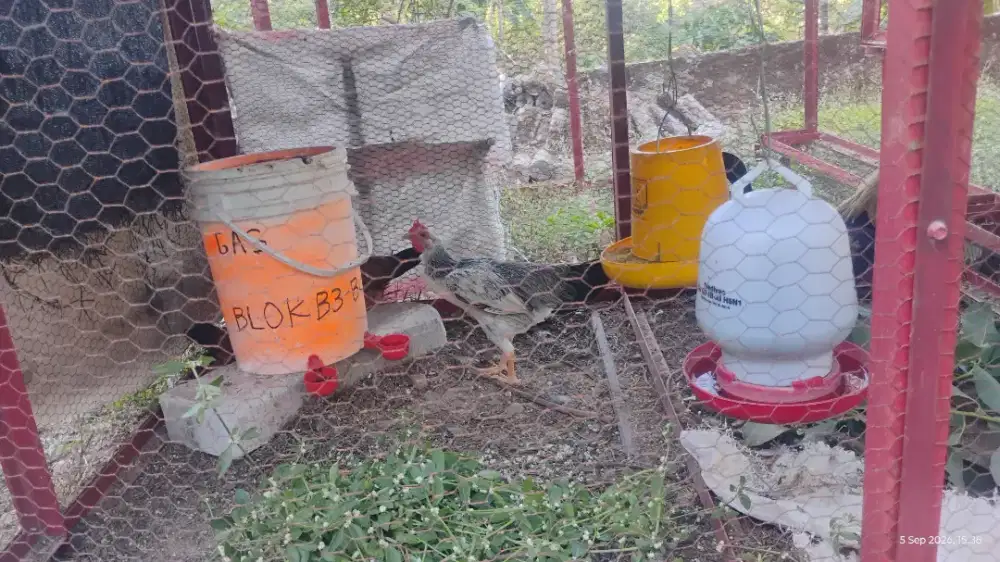 Ayam Kampung  / Jago / Anakan / Induk an