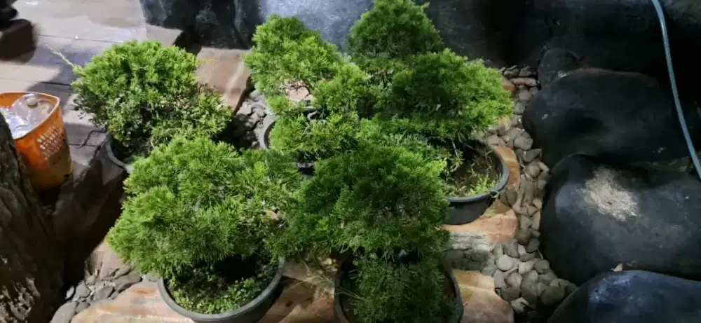 jual bonsai cemara sinsesis