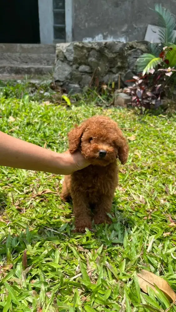 Poodle red size Toy betina
