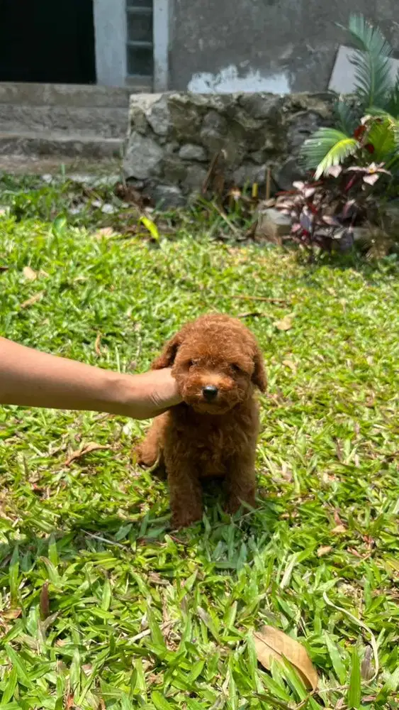 Poodle Toy Red betina
