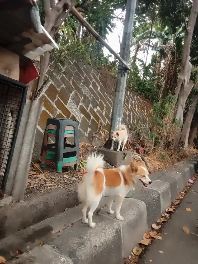 Anjing ras kecil