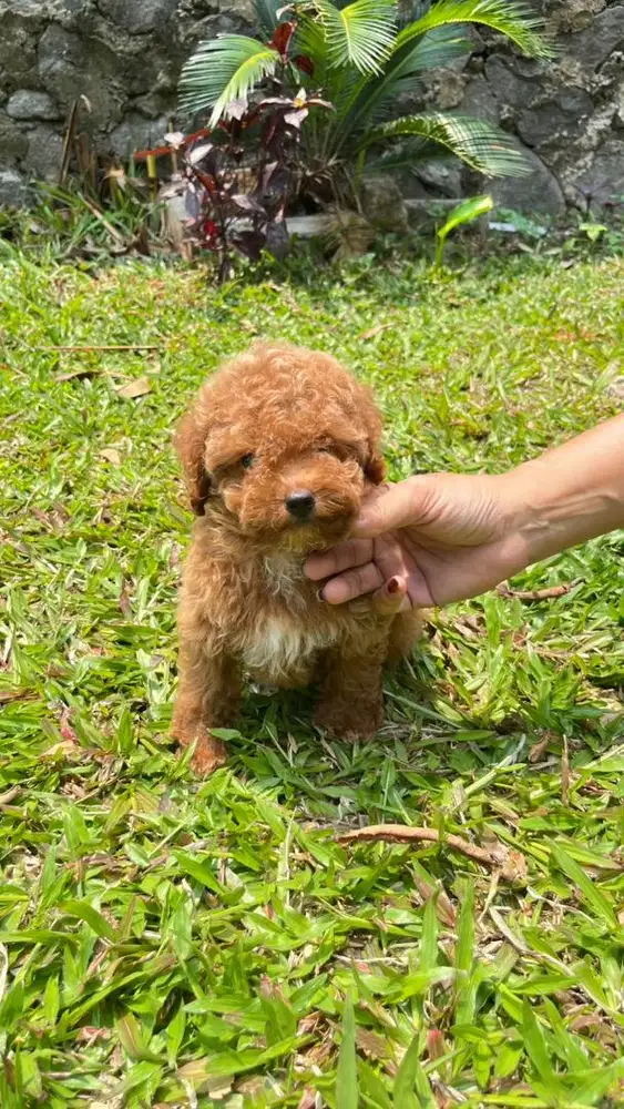 Red Toy Poodle Betina usia dua bulan