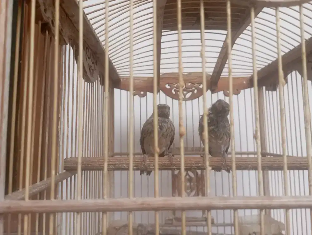 Burung Blackthroat Anak Jaminan Jantan