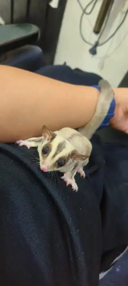 Sugar glider murah