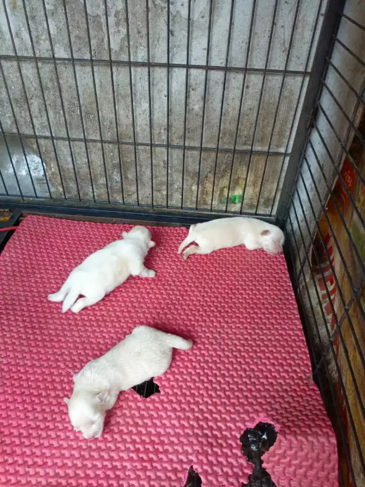 Anak anjing kecil
