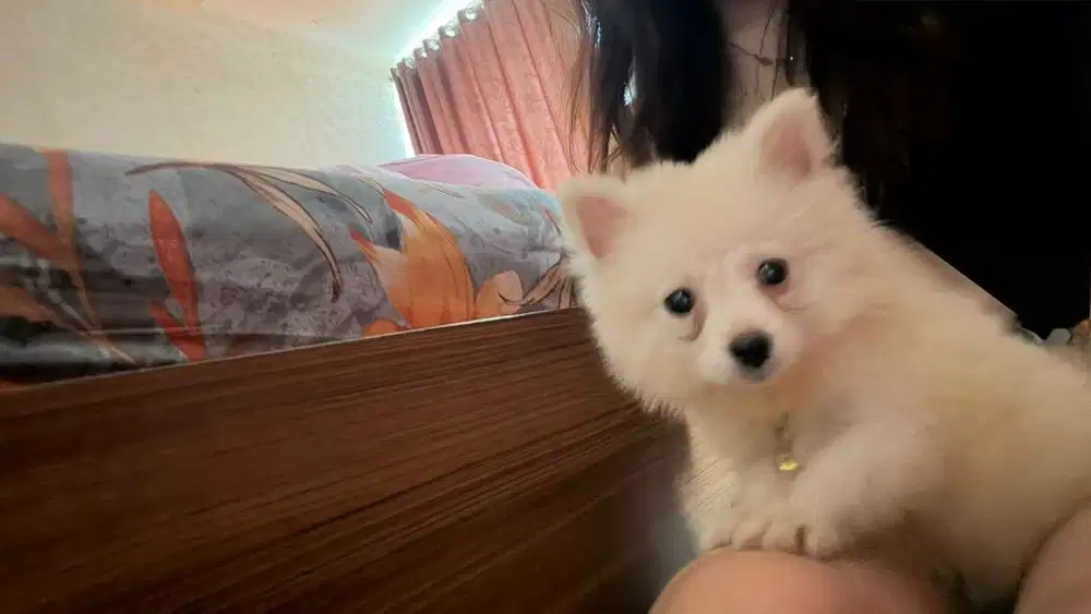 Super Mini Pomeranian