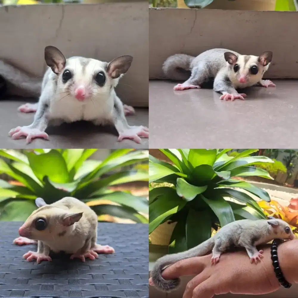 Sugar Glider Jinak