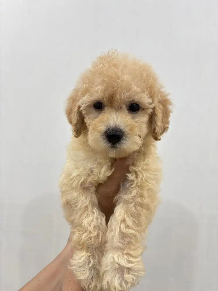 ANAK ANJING POODLE MALTESE MALTIPO
