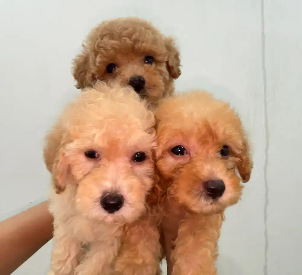 ANAK ANJING POODLE MALTESE MALTIPOO