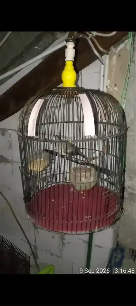 burung perkutut sri mangempel