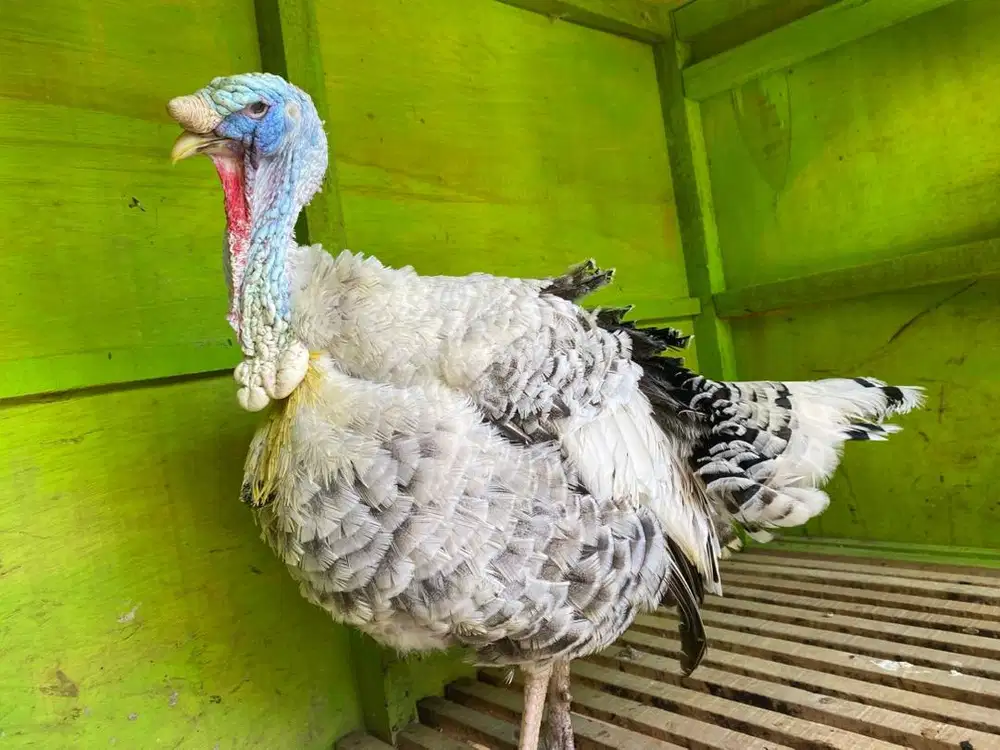 Dijual Hewan Ayam Kalkun + kandang + pakan