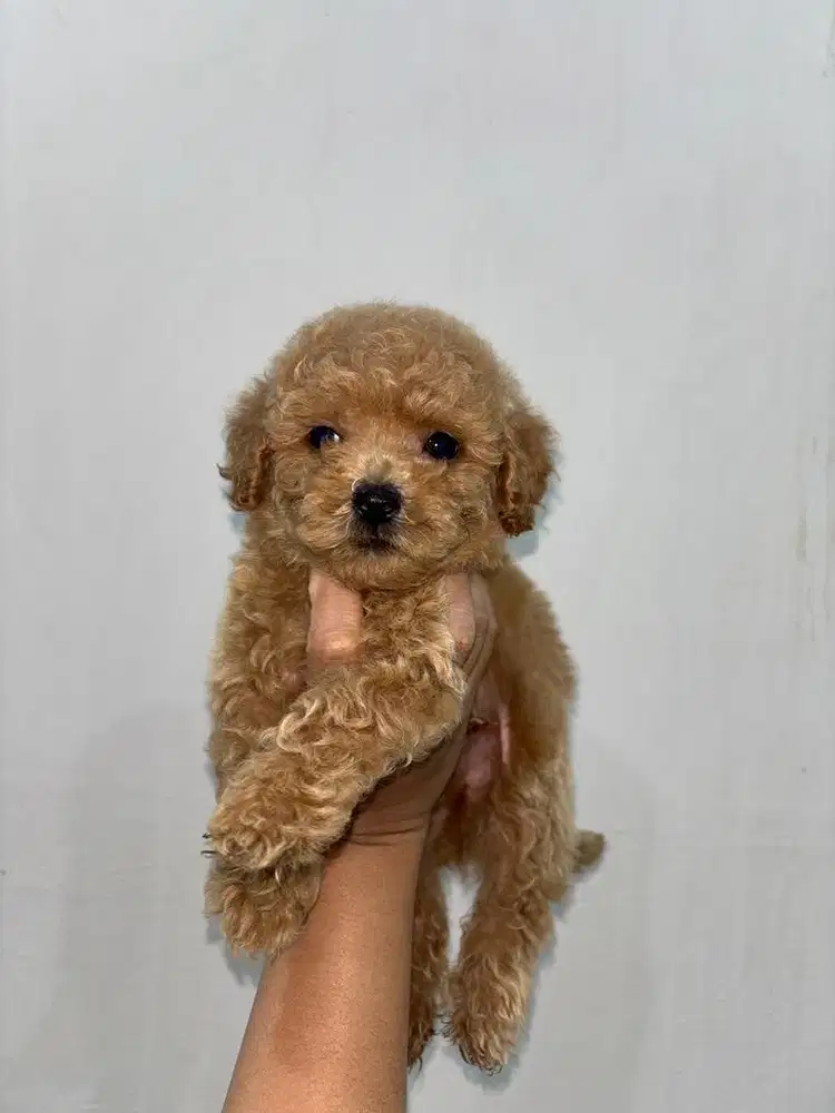ANAK ANJING POODLE MALTESE MALTIPO