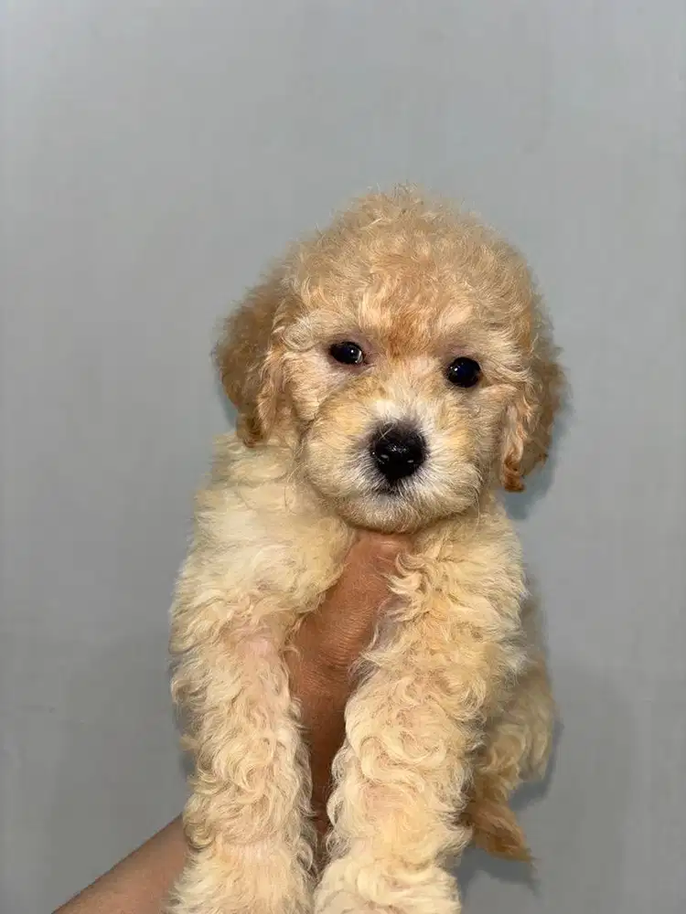 ANAK ANJING POODLE MALTESE MALTIPOO