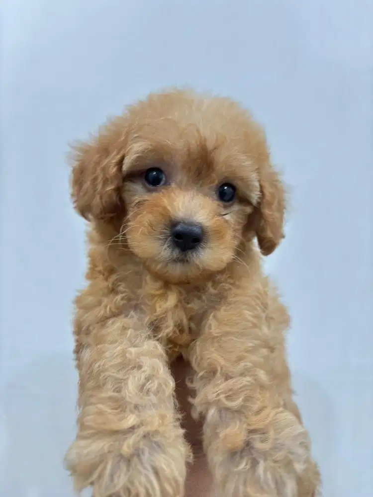 ANAK ANJING POODLE MALTESE MALTIPO