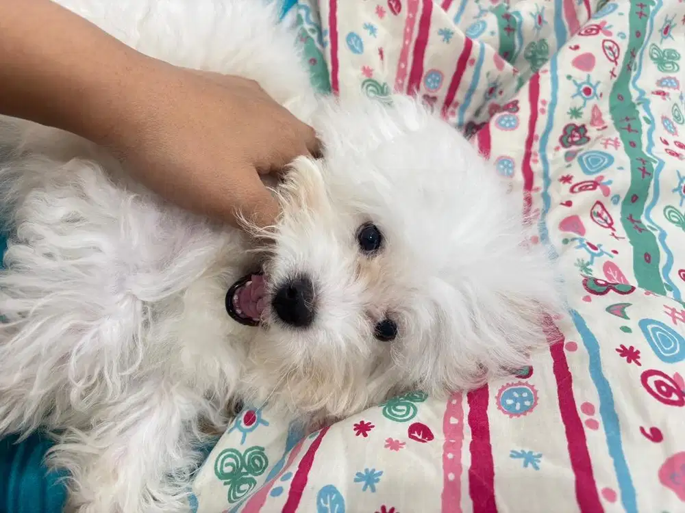 ANAK ANJING TOY POODLE BETINA WHITE POODLE