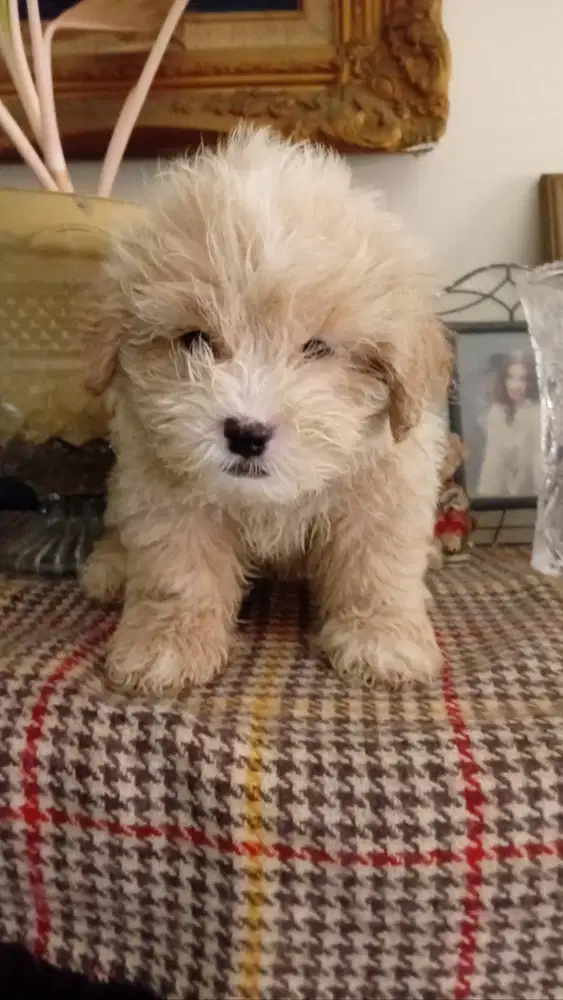 Maltese mix shitzu