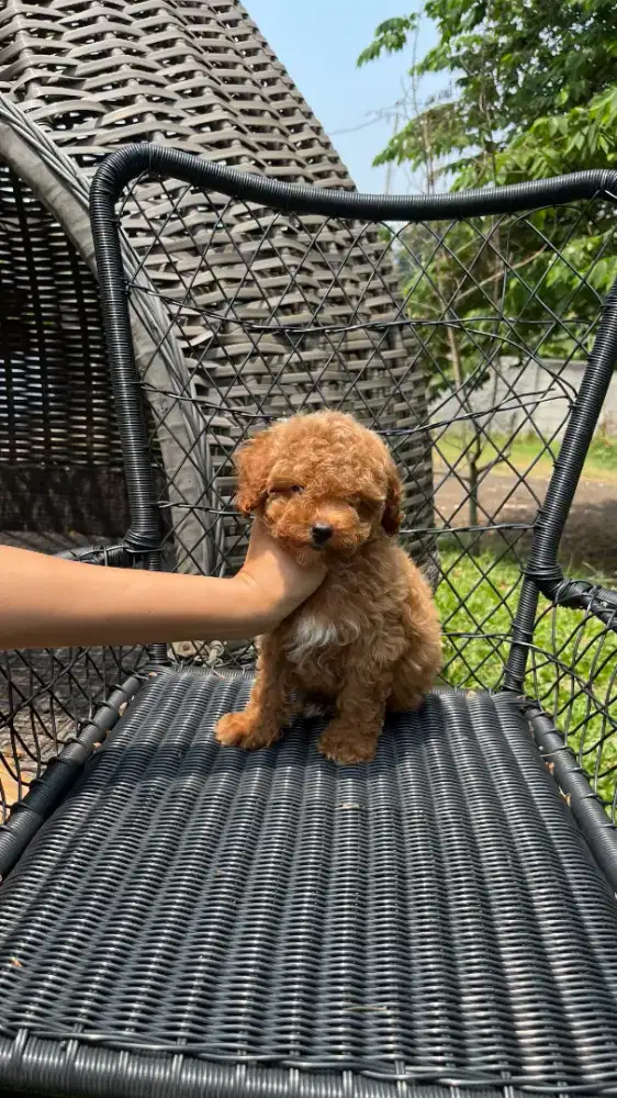 Red Toy Poodle Female ( Usia 2 bln )