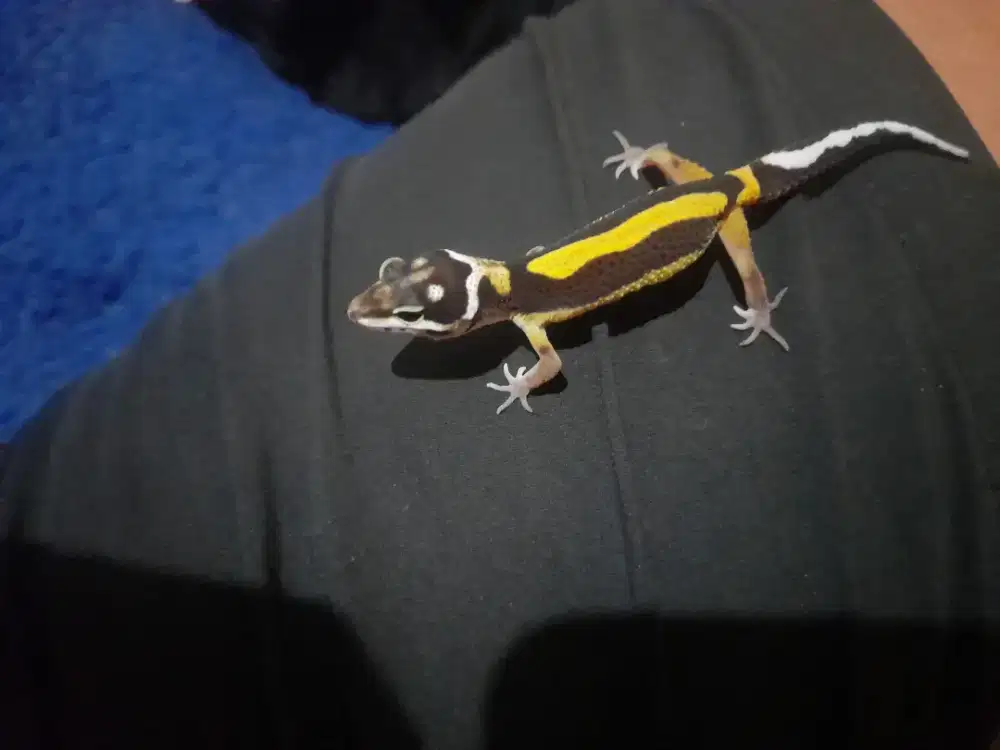 Leopard gecko baby