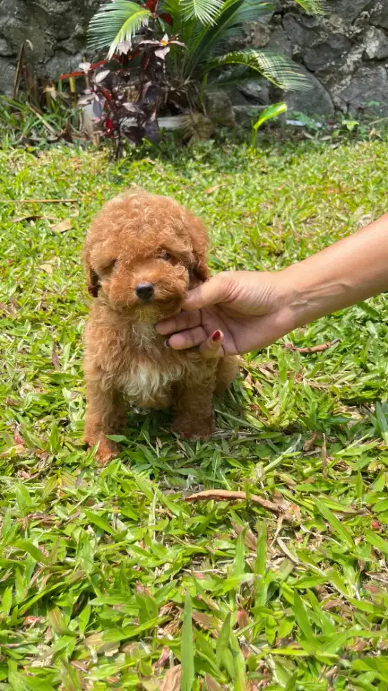 Red Toy Poodle / Red Missmark Female ( Pure Breed )