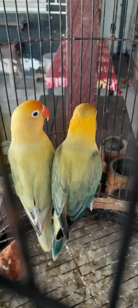 Lovebird dewasa sepasang