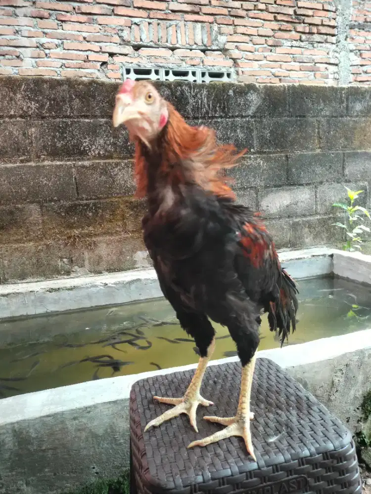 AYAM JAGO BANGKOK