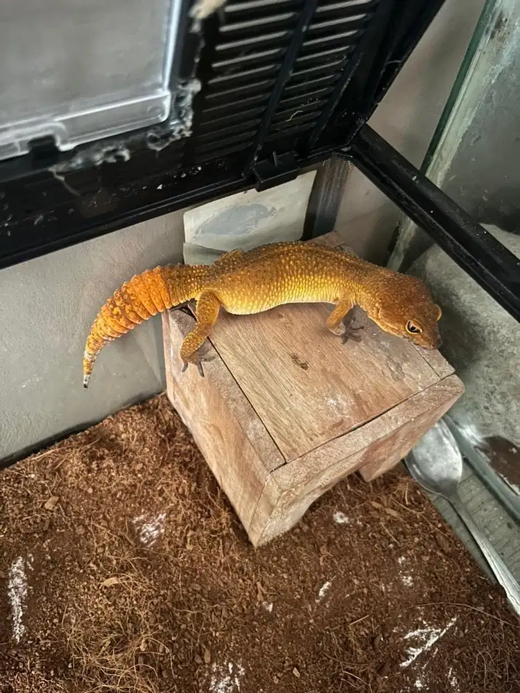 Leopard gecko betina