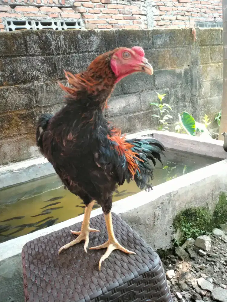 AYAM JAGO BANGKOK