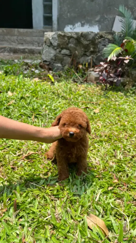 Red Toy Poodle & Red Missmark Female ( Usia 2 bln )