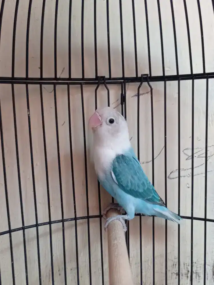 LB bio blue betina