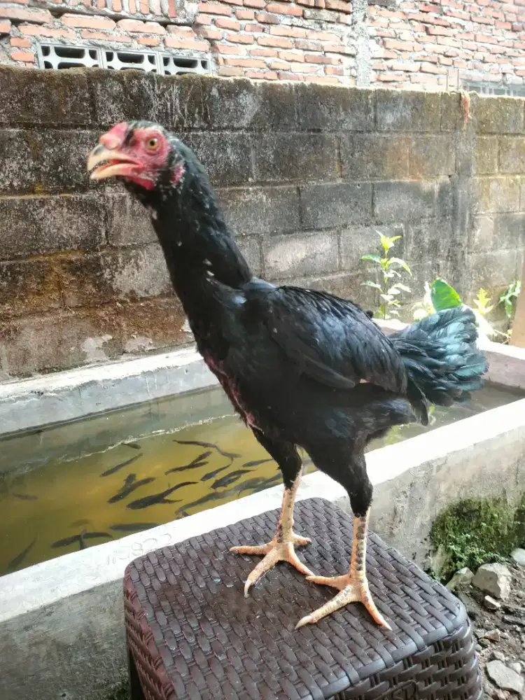 AYAM BETINA BANGKOK