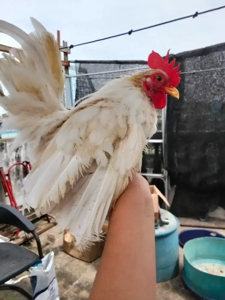 Ayam Serama putih mulus