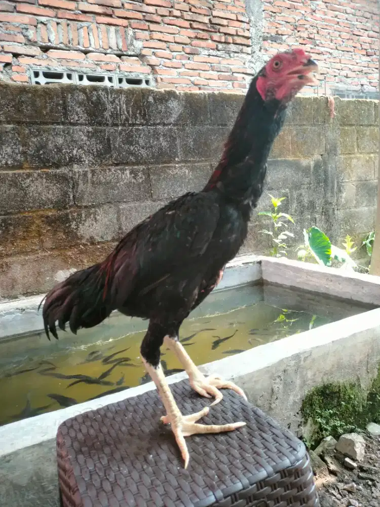 AYAM JAGO BANGKOK