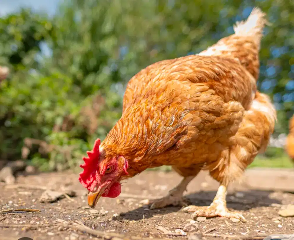 Ayam petelur umur tengahan