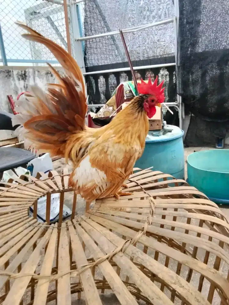 Ayam Kate asli imut