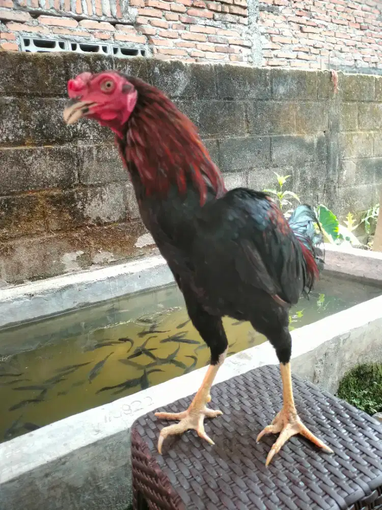 AYAM JAGO BANGKOK