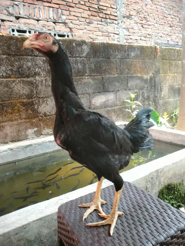 AYAM BETINA BANGKOK