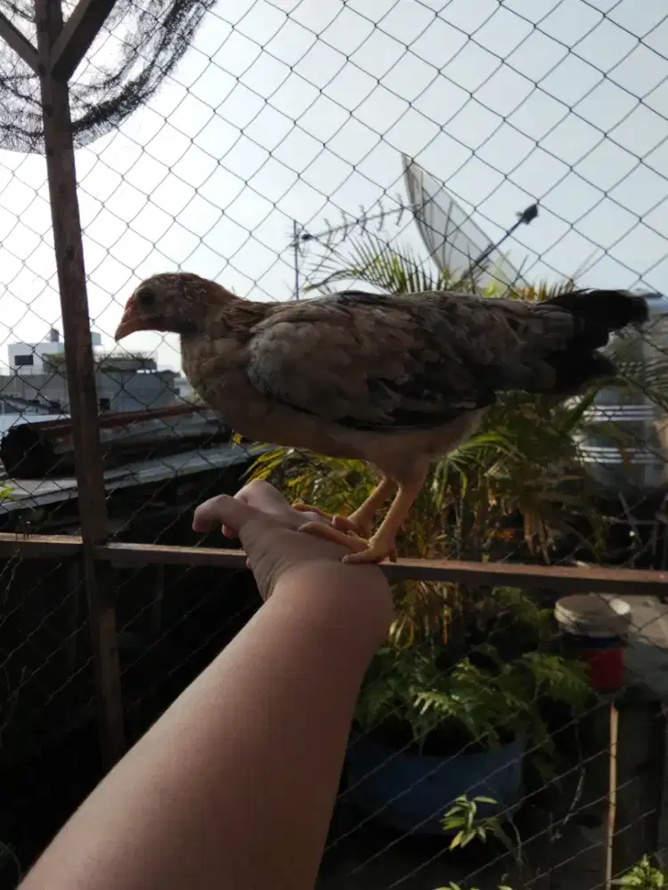 Ayam kampung asli