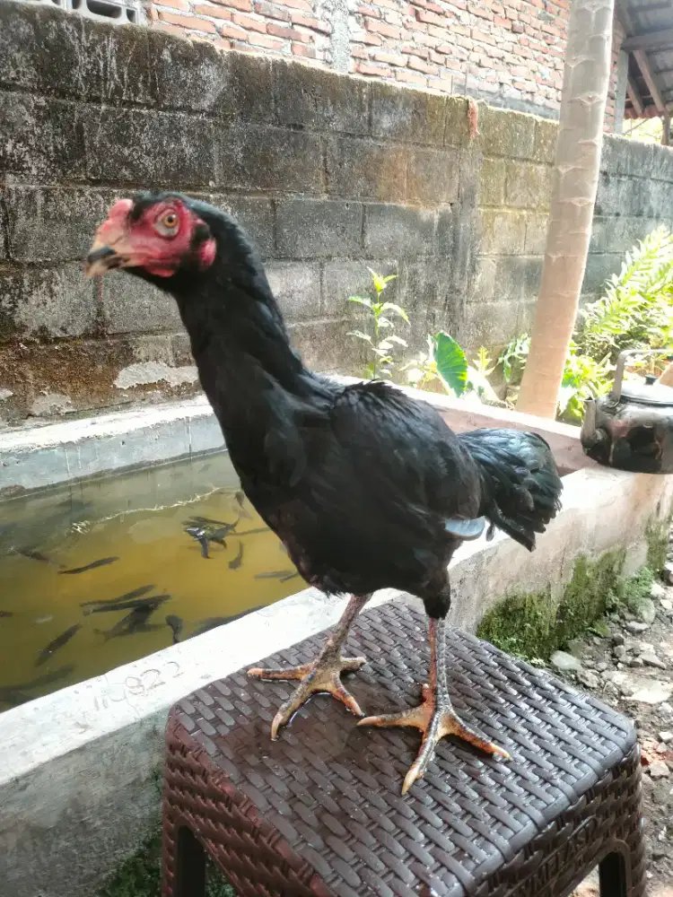 AYAM BETINA BANGKOK