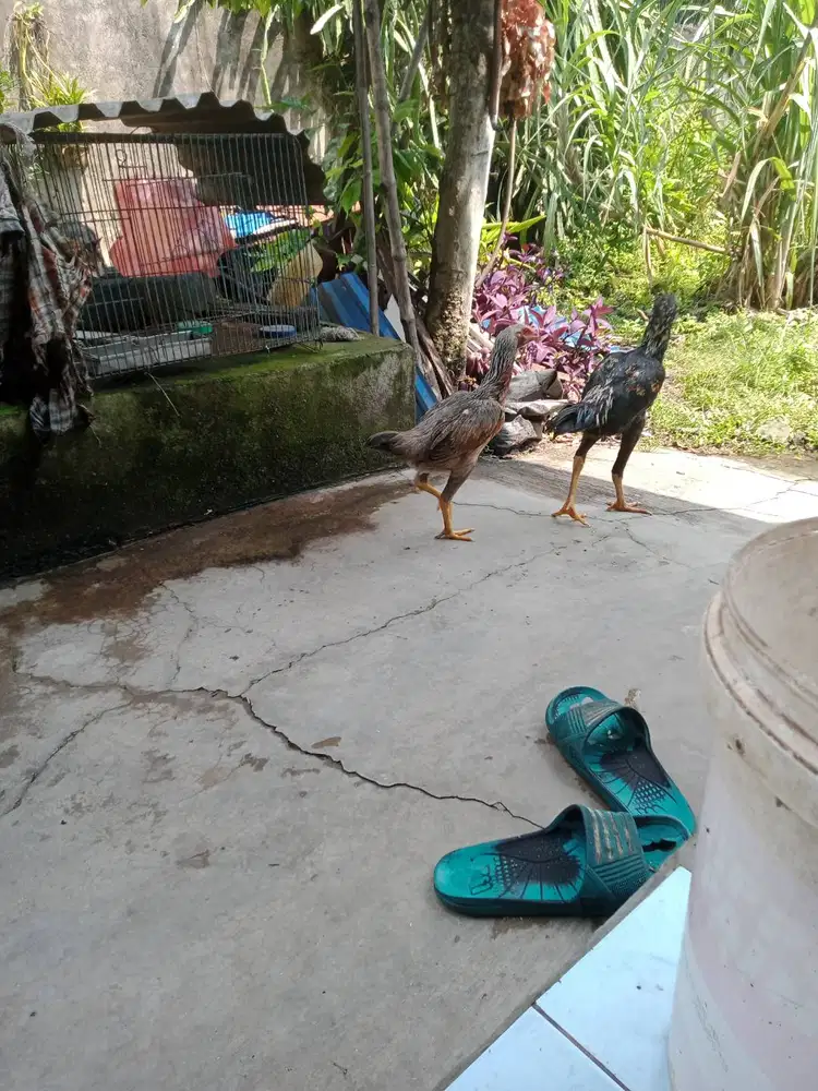 Dijual Ayam Siam Muda