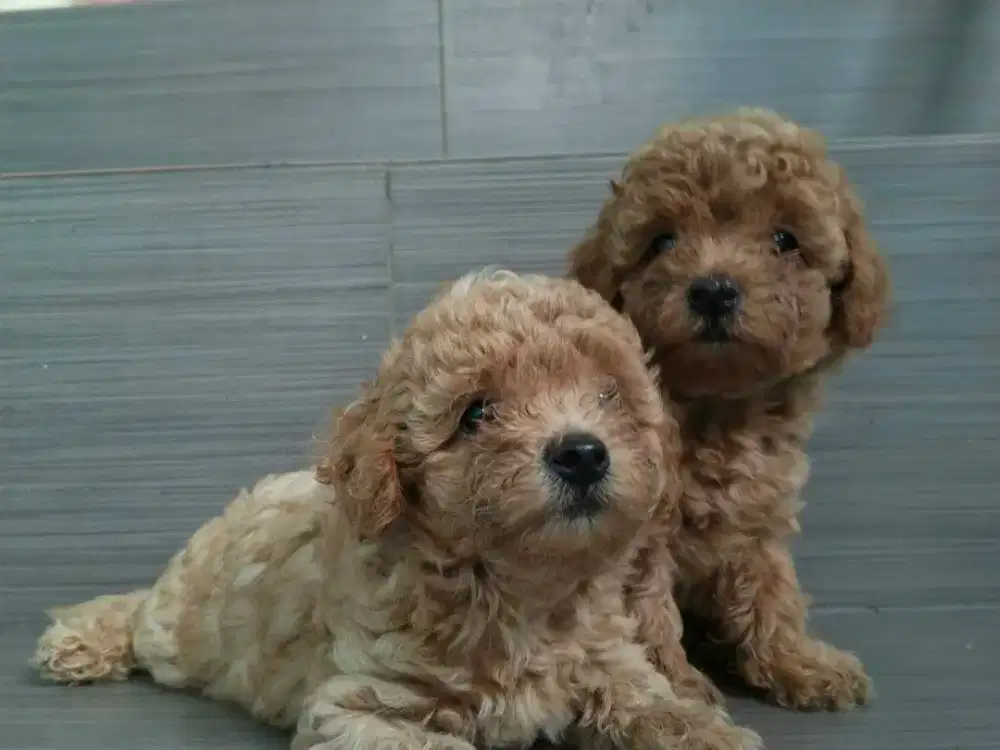 Toy poodle 2 bulan cewe