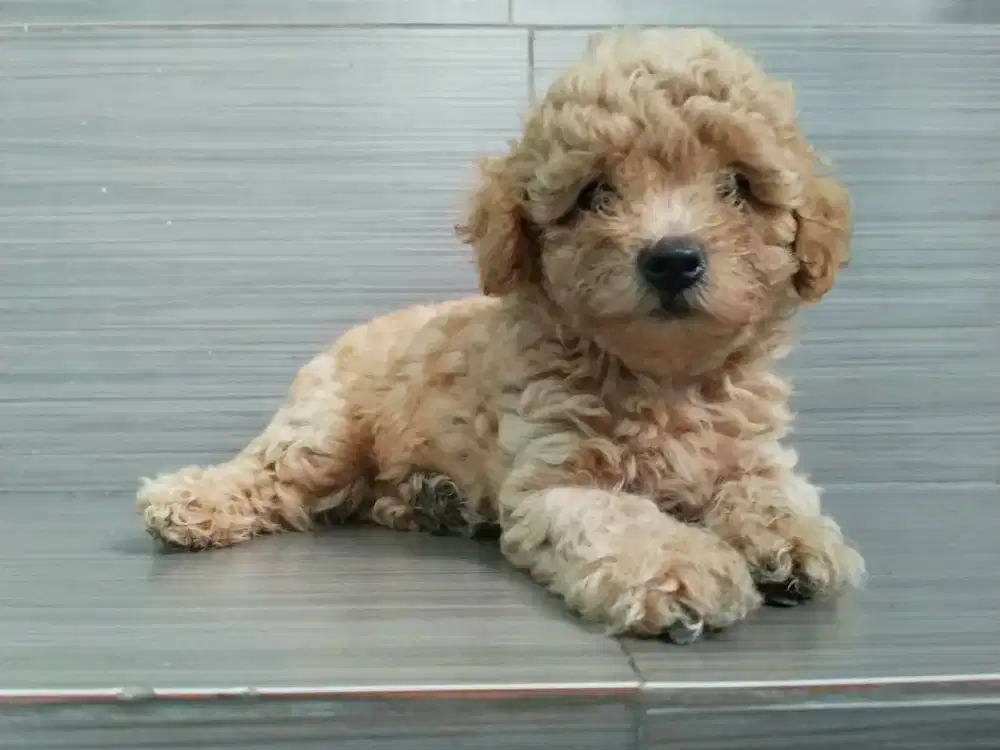 Toy poodle 2 bulan cewe