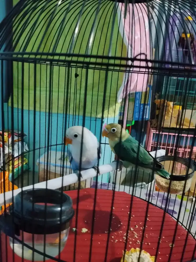 burung love bird sepasang fullset kandang