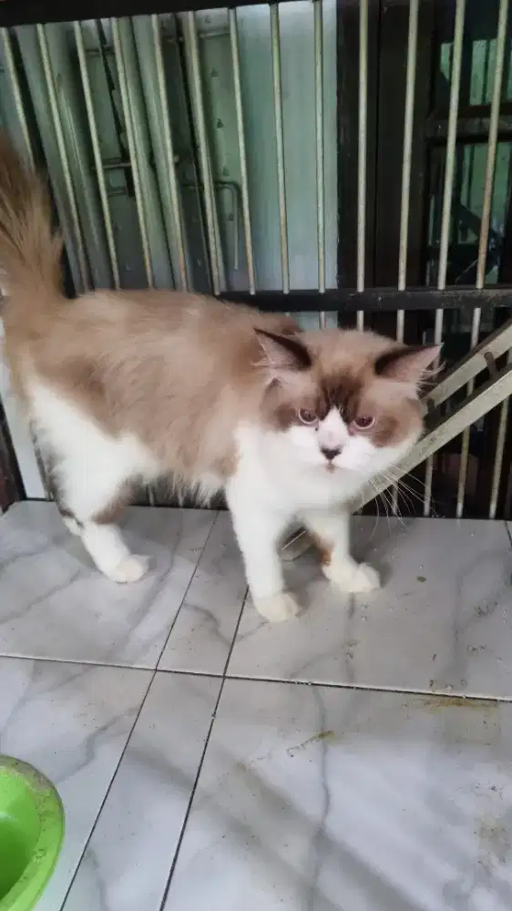 Lepas Adopsi Kucing Persia Jantan Dewasa