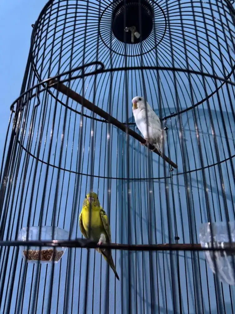 burung parkit sepasang sehat banget