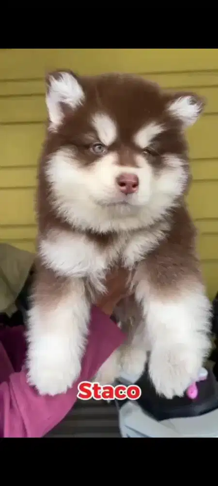 Alaskan malamute red jantan •STACO•