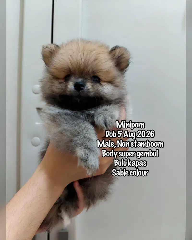 Minipom Murah jantan sable colour non stamboom