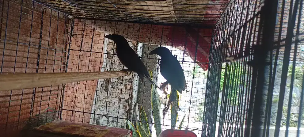 Burung Murai Papua